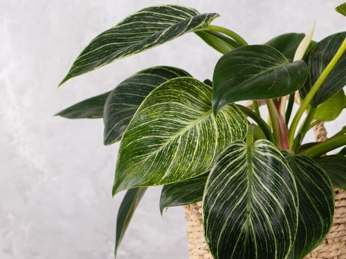 Philodendron
