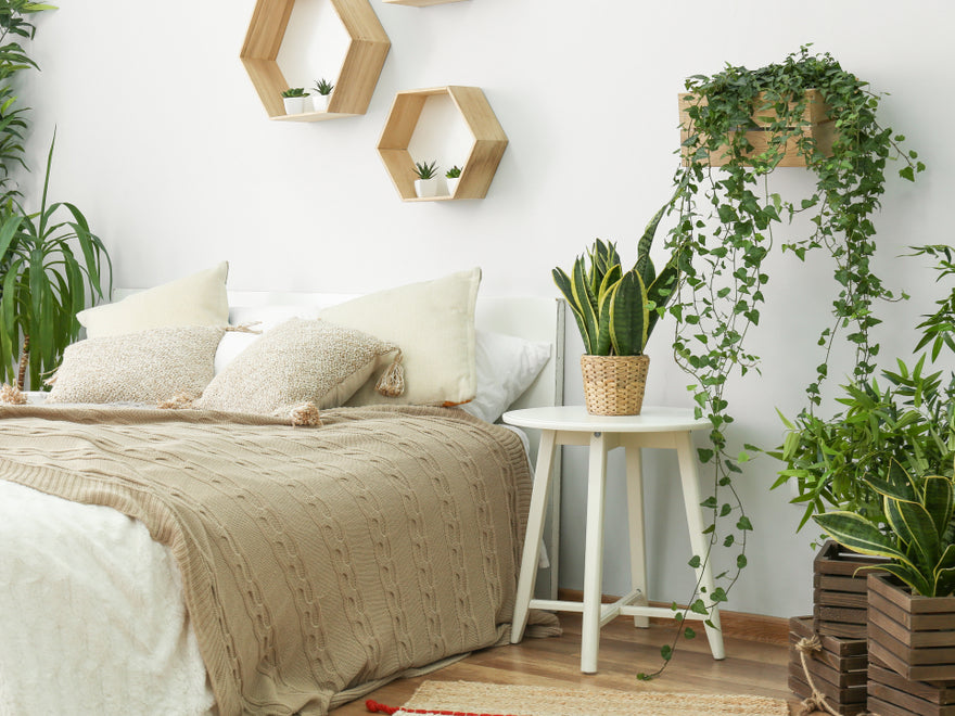 Pflanzen fürs Schlafzimmer