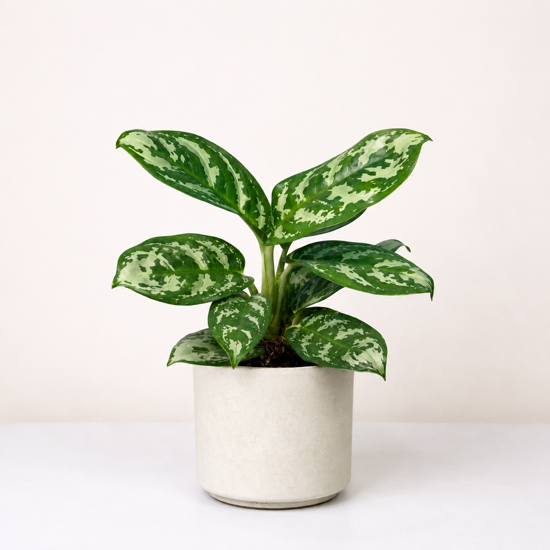Aglaonema Amazon Silver M Foliage Dreams