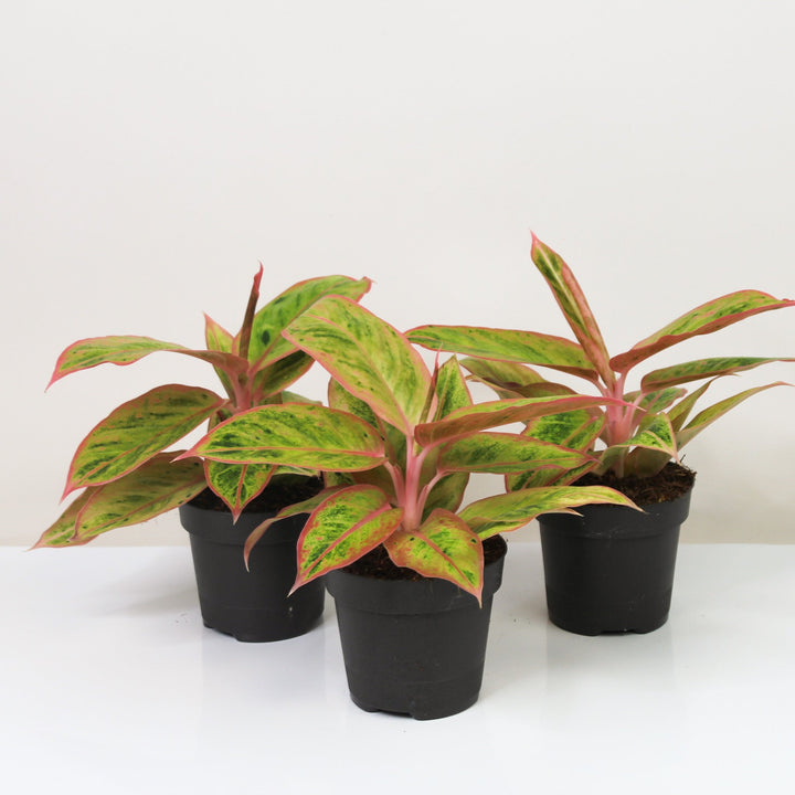 Aglaonema Salmon Fantasy Foliage Dreams