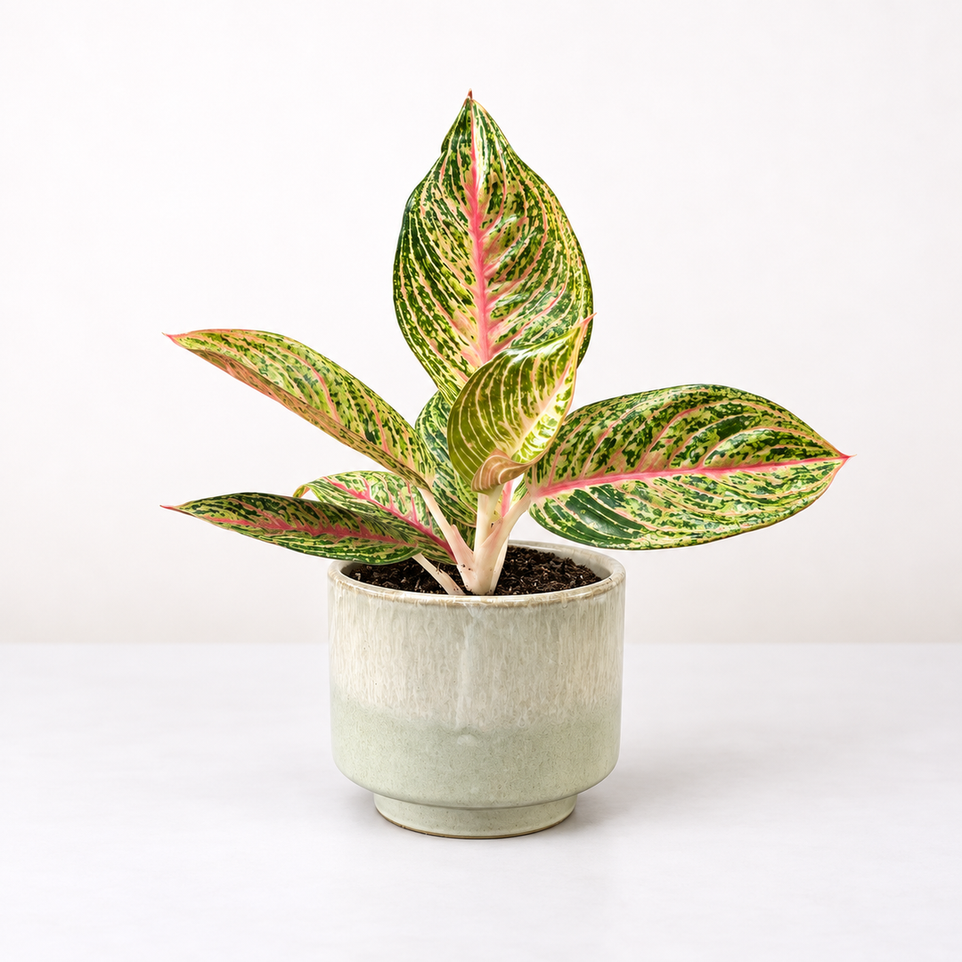 Aglaonema Starshine Foliage Dreams