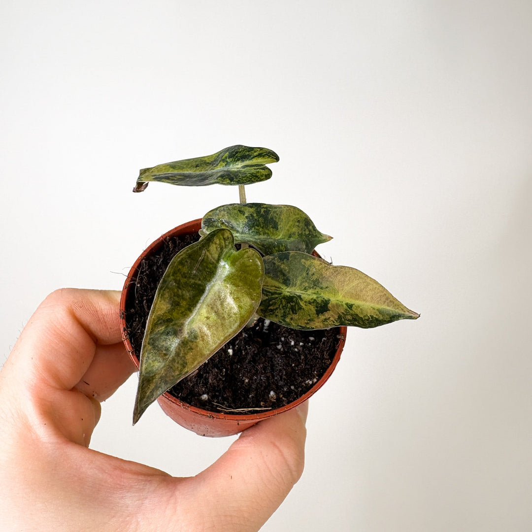 Alocasia Bambino Aurea Variegata S Foliage Dreams
