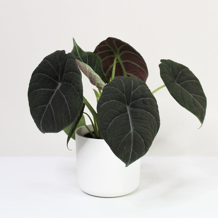 Alocasia Maharani M / Topf weiß Foliage Dreams