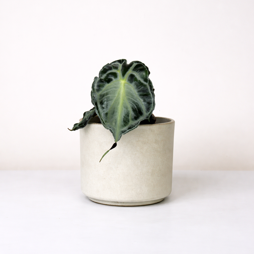 Alocasia Venom S Foliage Dreams