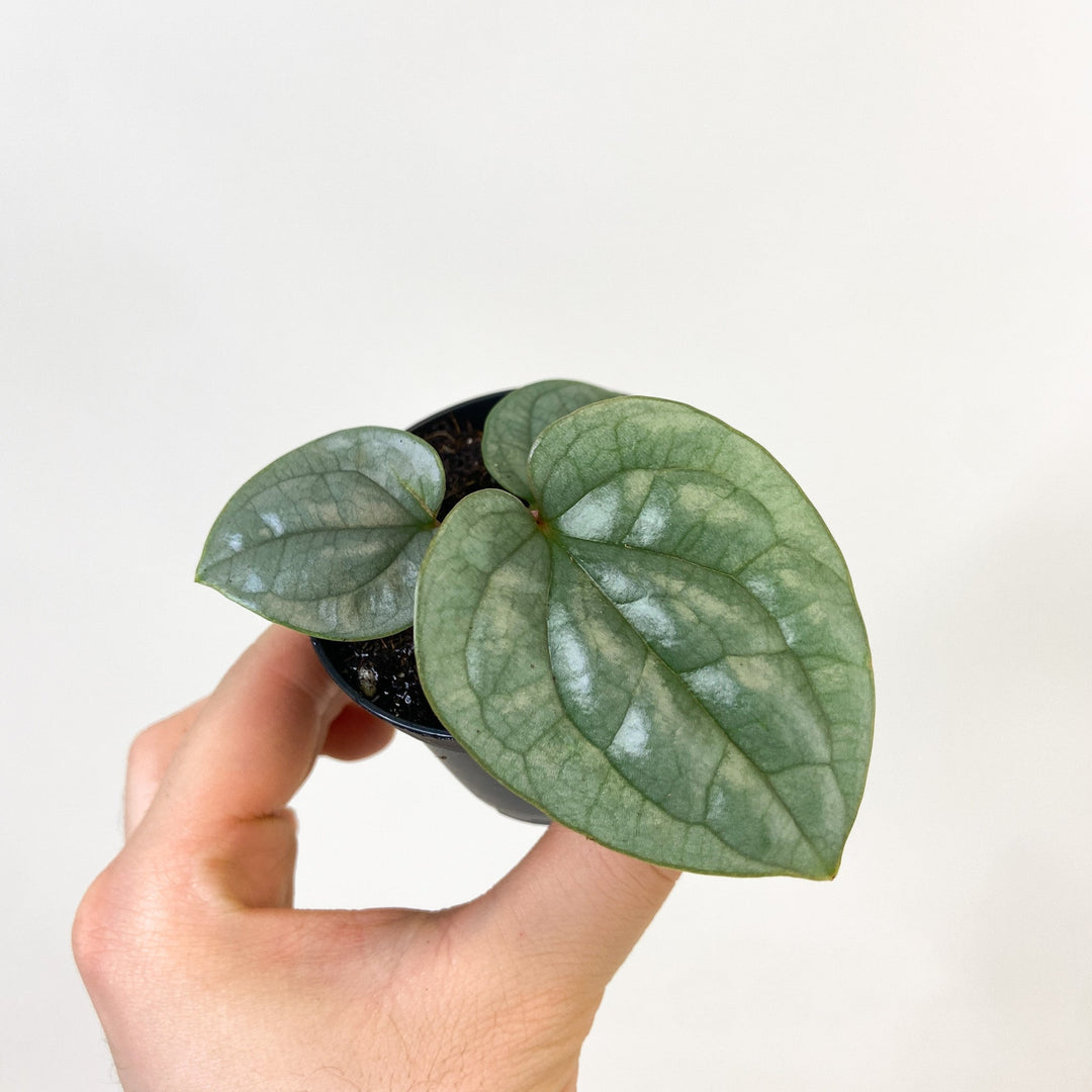 Anthurium Luxurians - Babypflanze Foliage Dreams