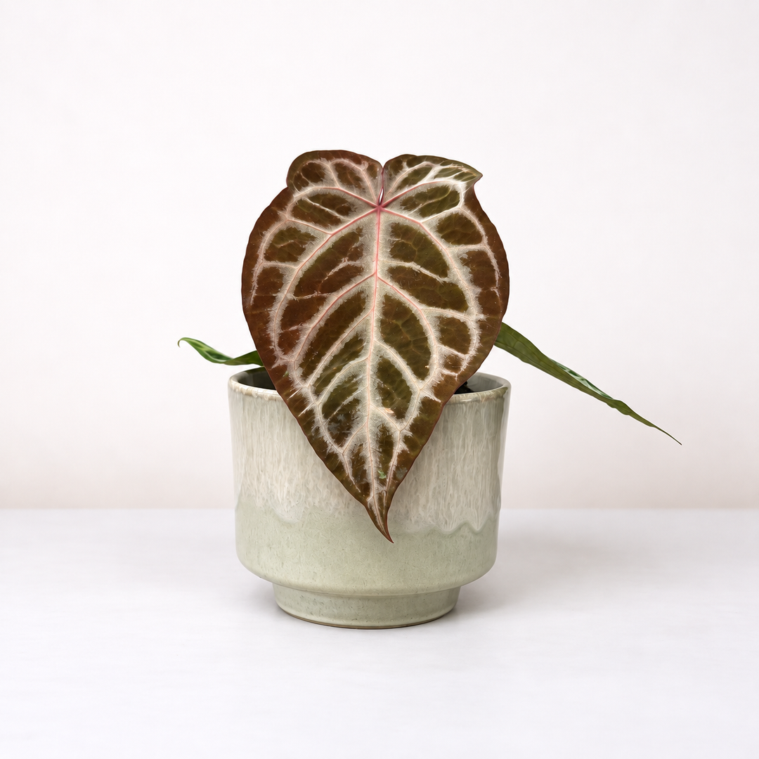Anthurium Red Crystal Blush ® M Foliage Dreams