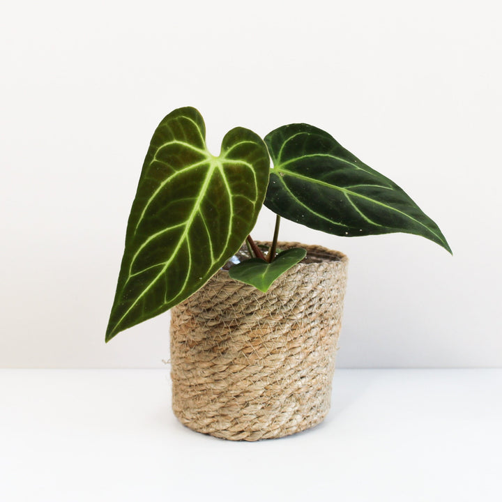Anthurium Regale S Foliage Dreams