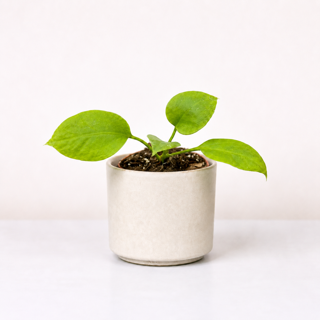 Anthurium Vittarifolium - Babypflanze Foliage Dreams