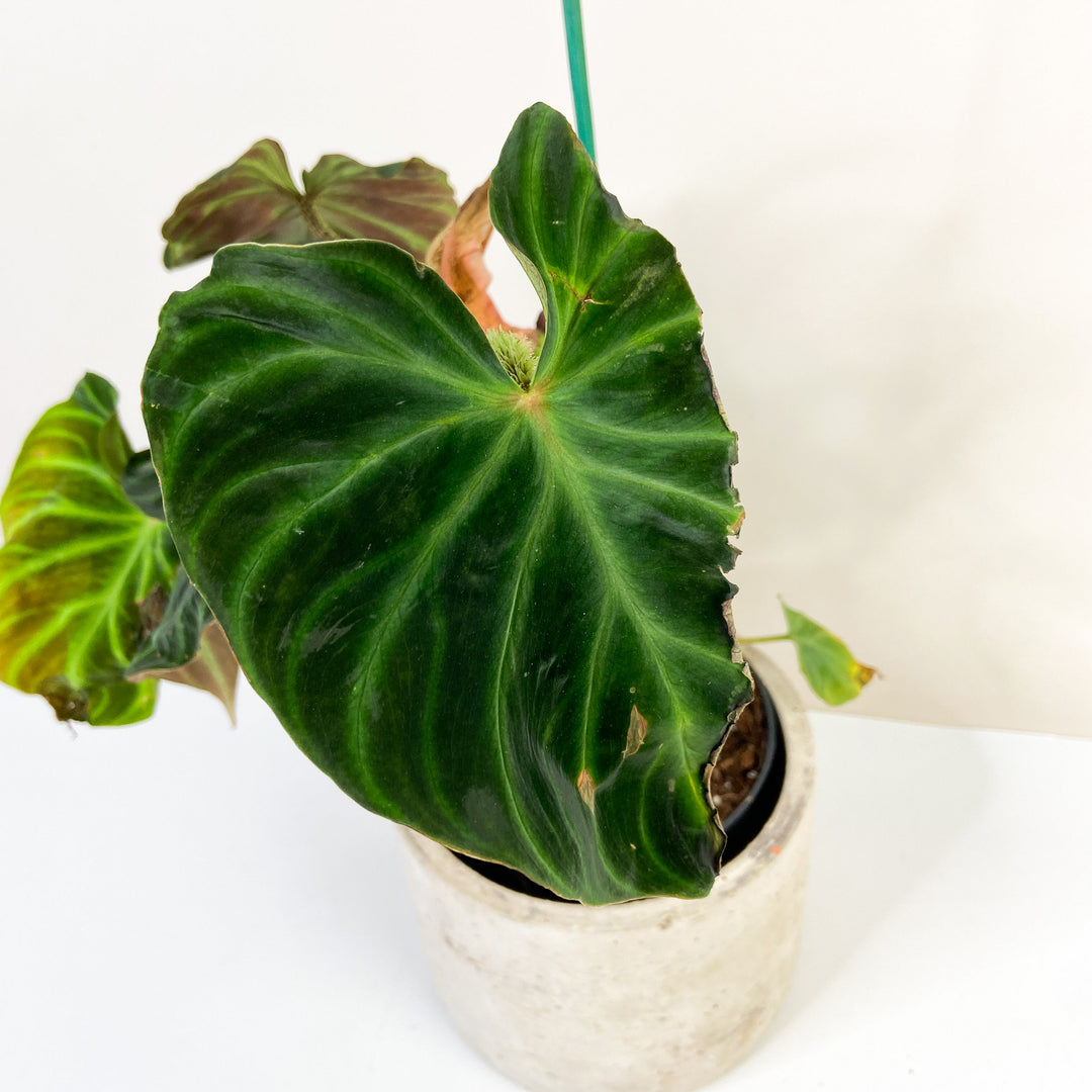 B-Ware Sale Foliage Dreams