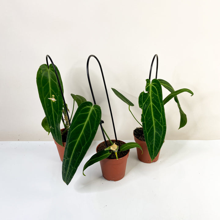 B-Ware Sale Foliage Dreams
