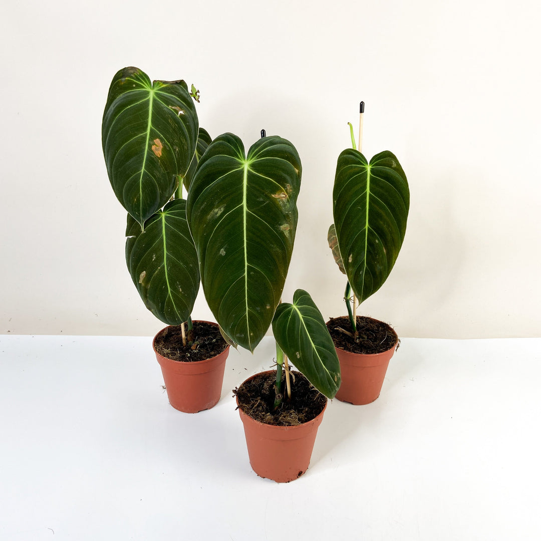 B-Ware Sale Foliage Dreams
