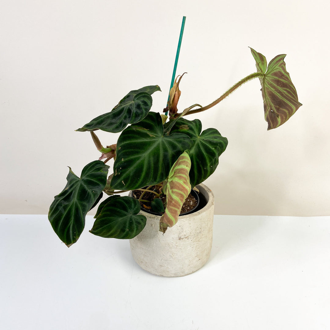 B-Ware Sale P. Verrucosum Foliage Dreams