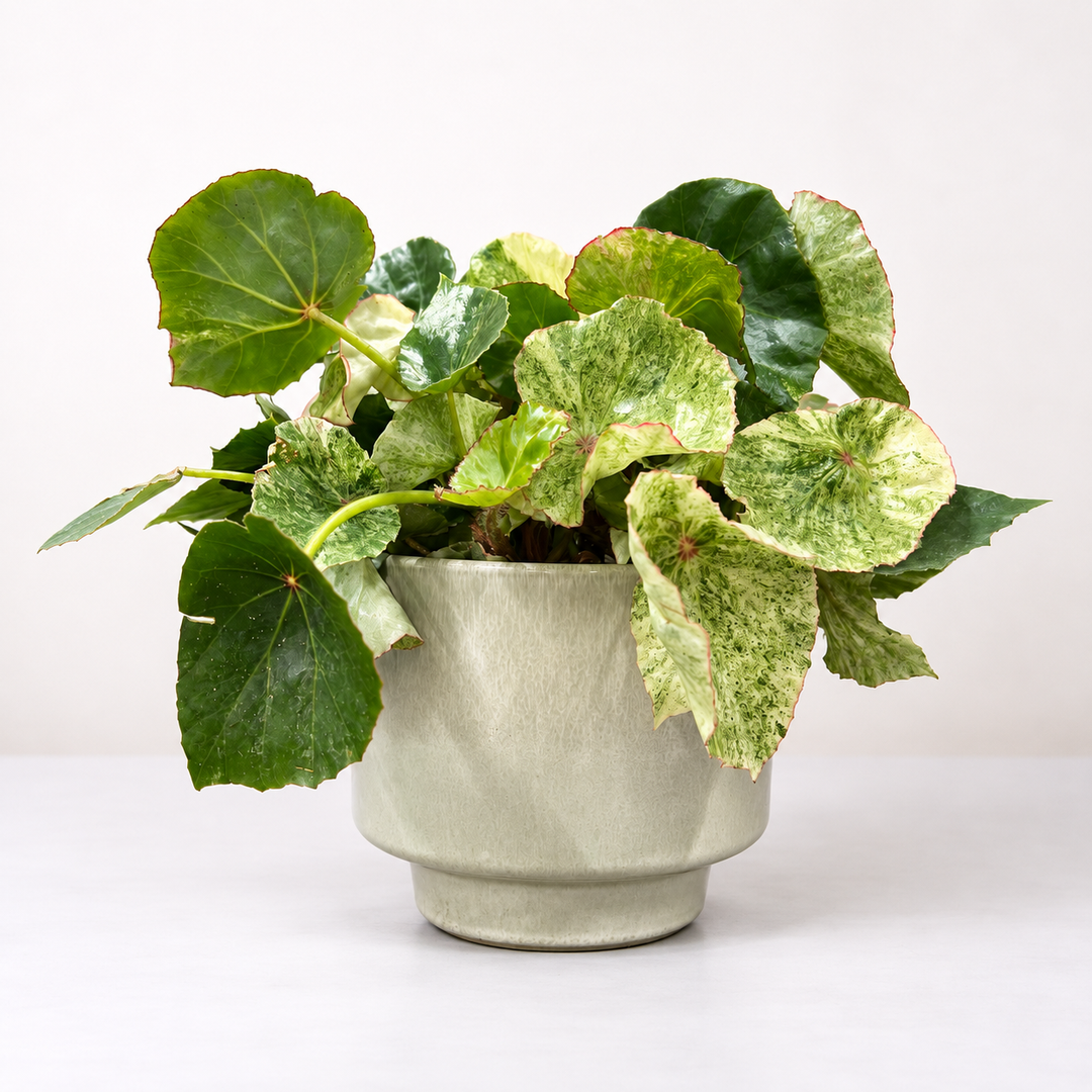 Begonia Rouge Variegata Foliage Dreams