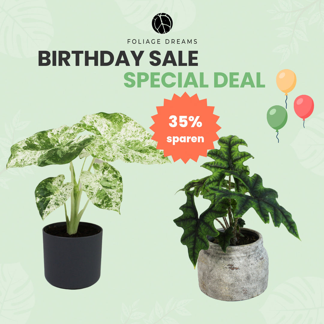 Birthday Sale 26 Special Deal - Alocasia Macr. Splash + Alocasia Jacklyn Foliage Dreams