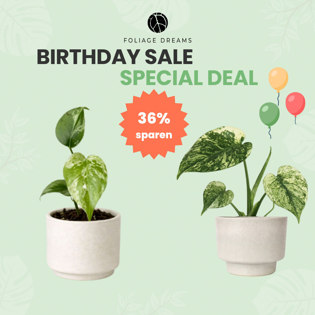 Birthday Sale 26 Special Deal - Monstera Bulbasaur + Monstera Mint Foliage Dreams