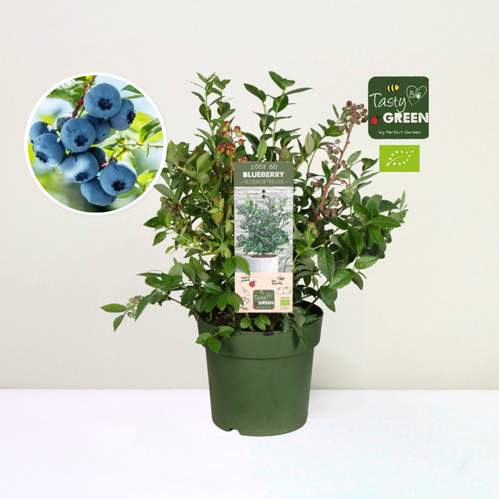 Blaubeere - Vaccinium cor. Bingo Blue Bio Foliage Dreams