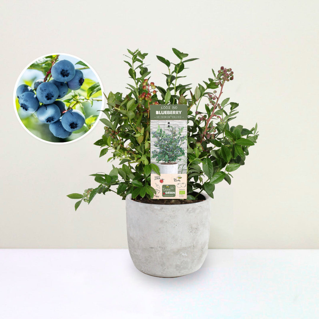 Blaubeere - Vaccinium cor. Bingo Blue Bio Foliage Dreams
