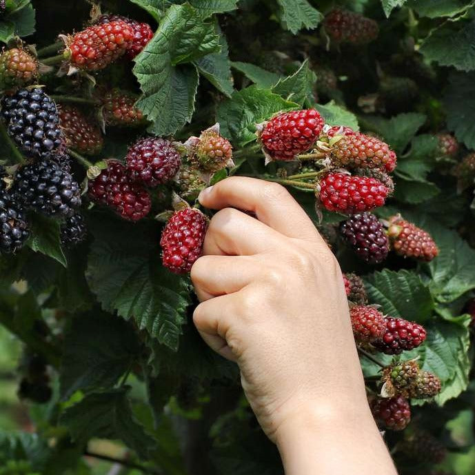 Brombeere (Rubus fruticosus) Foliage Dreams