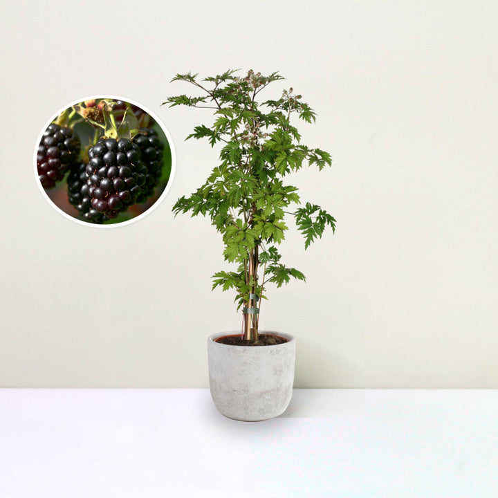 Brombeere (Rubus fruticosus) Foliage Dreams