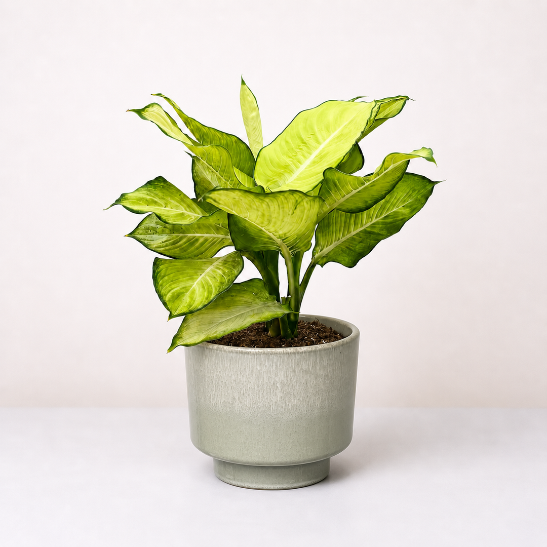 Dieffenbachia Tropic Marianne Foliage Dreams