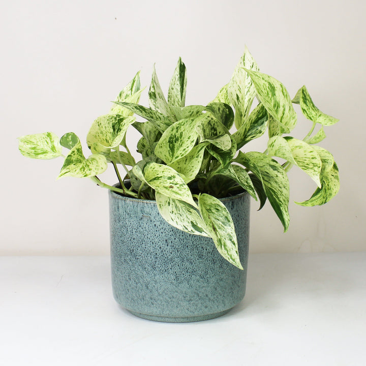 Epipremnum Marble Queen - Hydro M Foliage Dreams
