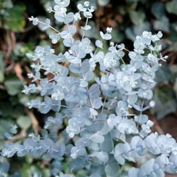 Eucalyptus gunnii 'Azura' Foliage Dreams