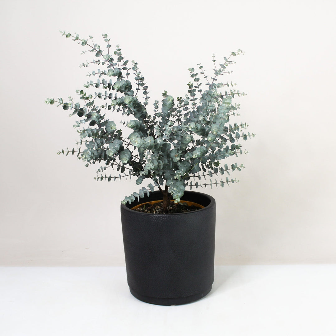 Eucalyptus gunnii 'Azura' Foliage Dreams