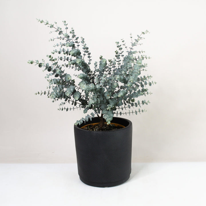 Eucalyptus gunnii 'Azura' Foliage Dreams