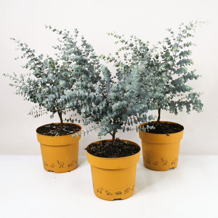 Eucalyptus gunnii 'Azura' Foliage Dreams