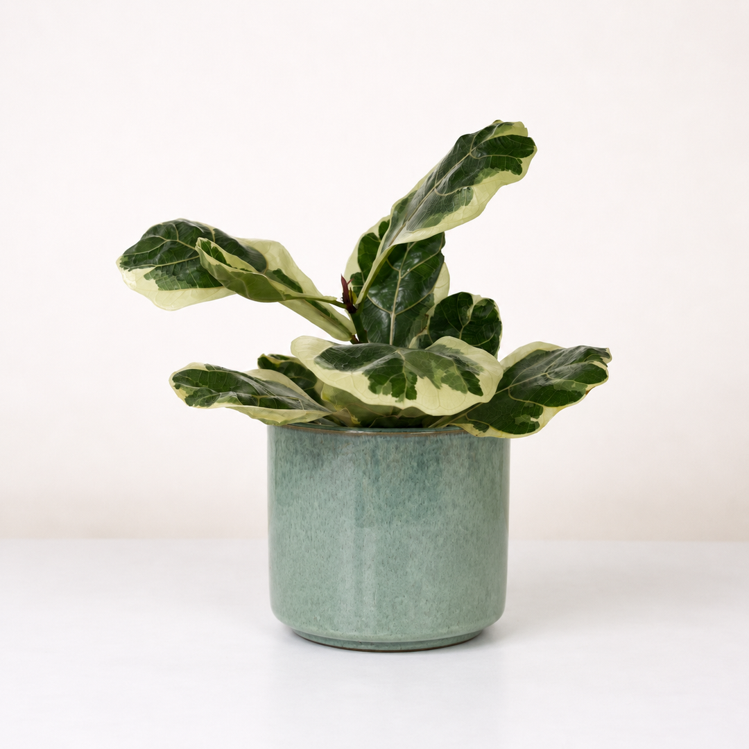 Ficus lyrata variegata Foliage Dreams