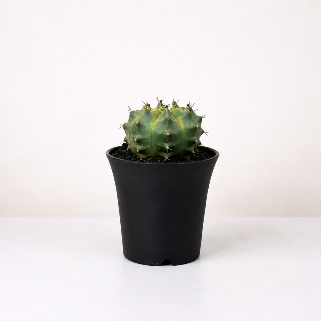 Gymnocalycium mihanovichii 'Wheel' Foliage Dreams