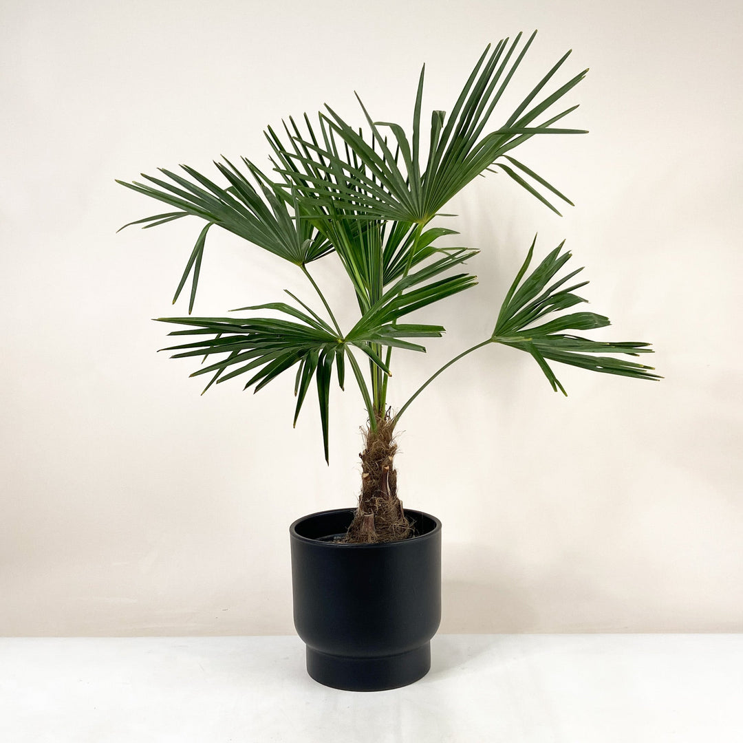 Hanfpalme (Trachycarpus Fortunei) - Dicker Stamm Foliage Dreams