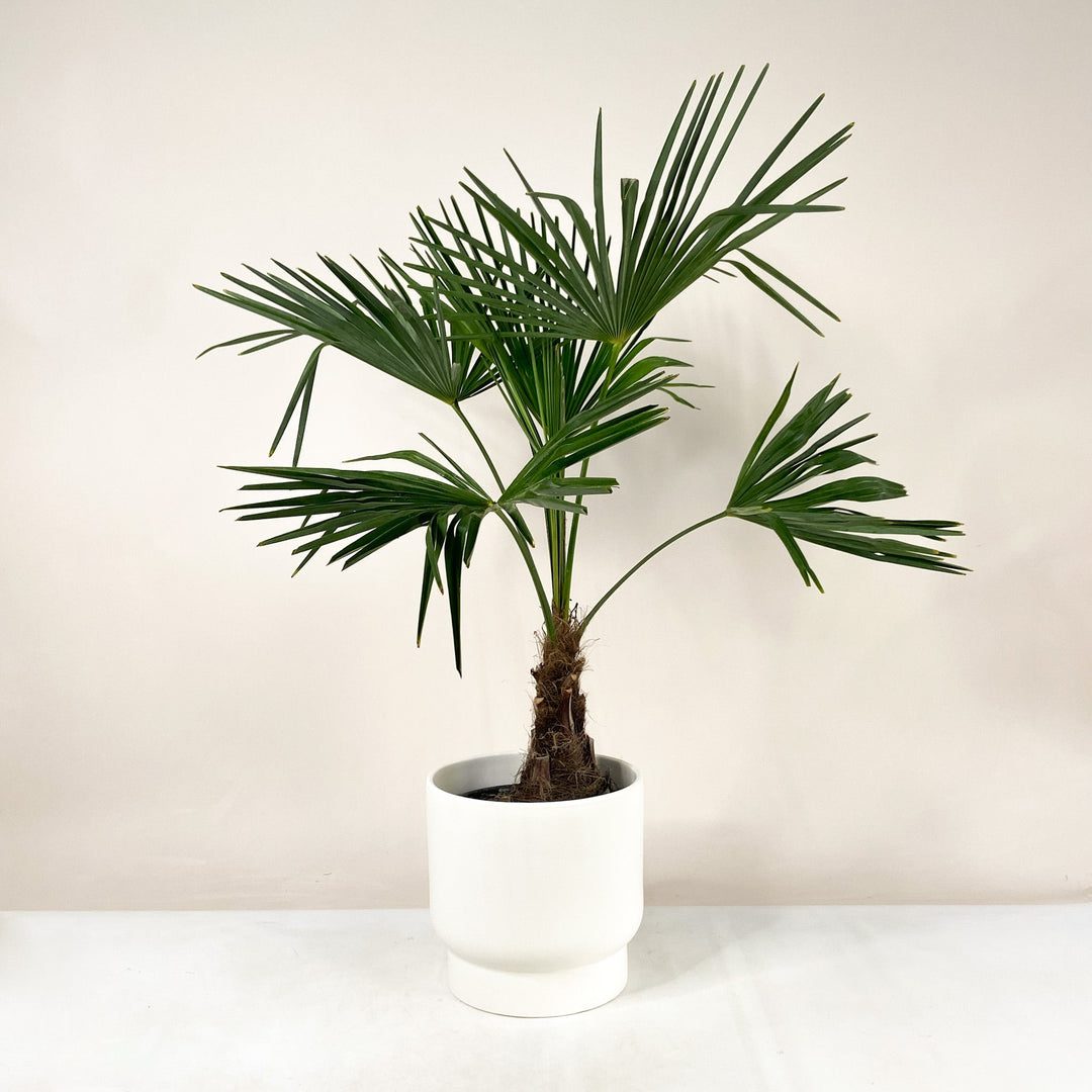 Hanfpalme (Trachycarpus Fortunei) - Dicker Stamm Foliage Dreams