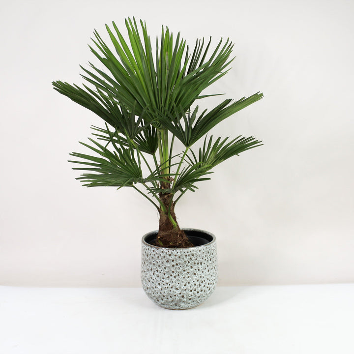 Hanfpalme (Trachycarpus Fortunei) Foliage Dreams