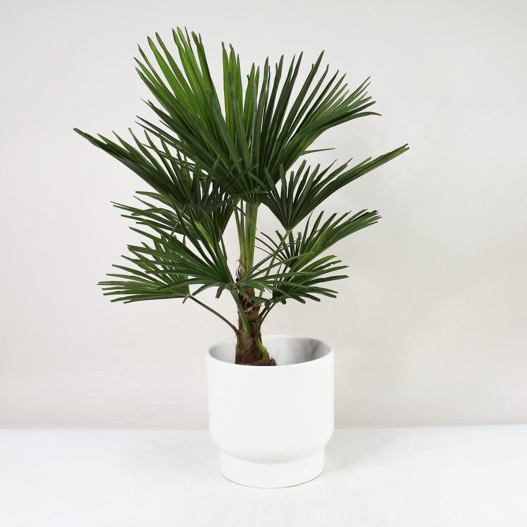 Hanfpalme (Trachycarpus Fortunei) Foliage Dreams