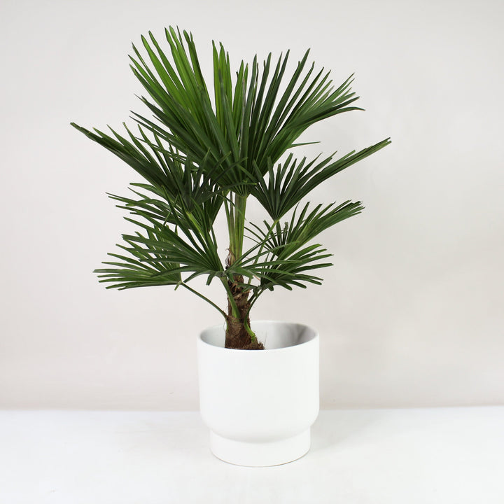 Hanfpalme (Trachycarpus Fortunei) Foliage Dreams