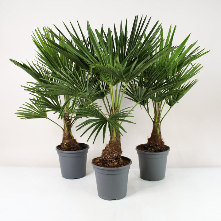 Hanfpalme (Trachycarpus Fortunei) Foliage Dreams