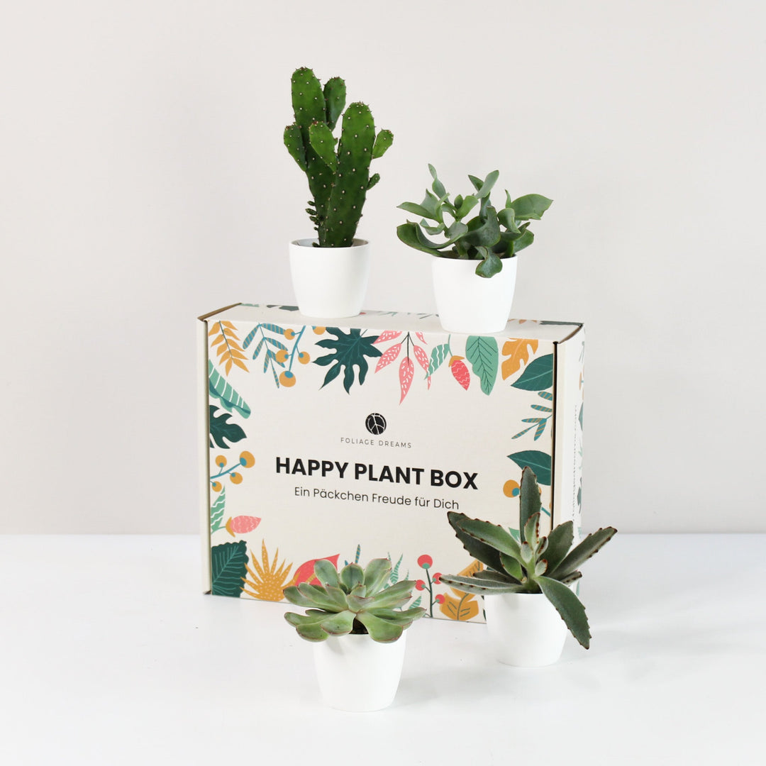 Happy Plant Box - Easy Care - Geschenk Foliage Dreams