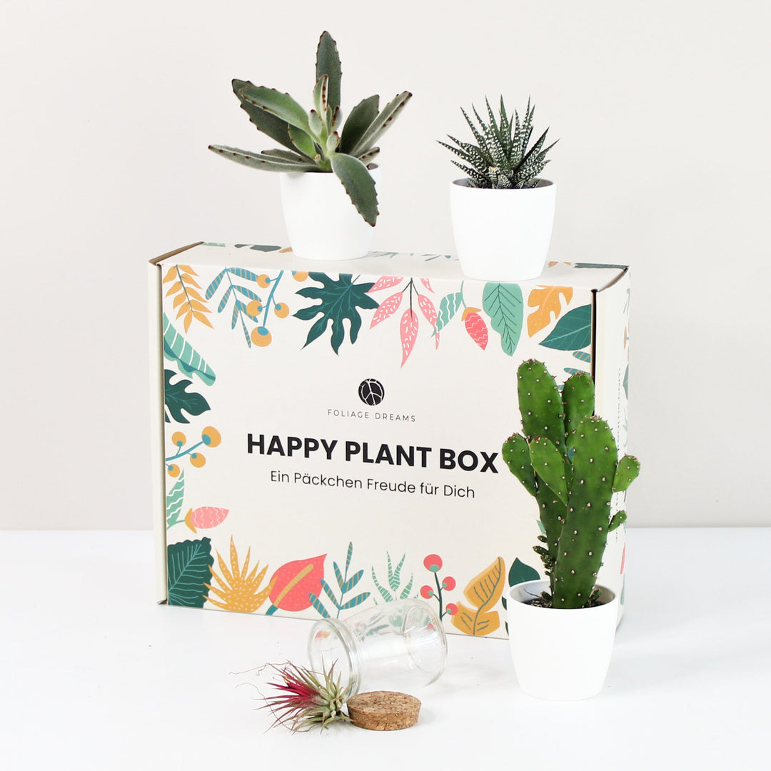 Happy Plant Box - Easy Care Jungle Foliage Dreams