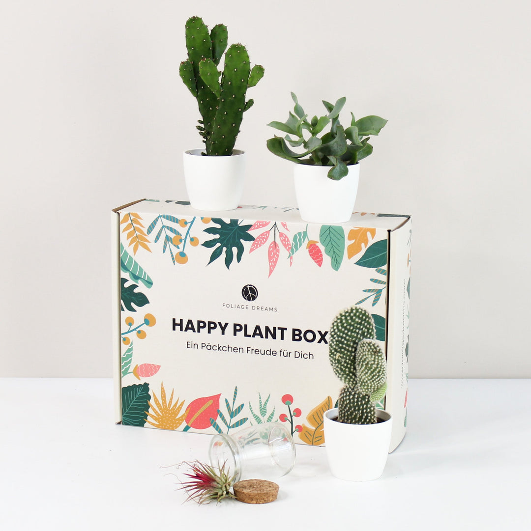 Happy Plant Box - Easy Care Jungle Foliage Dreams