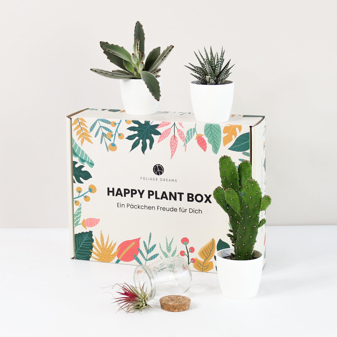 Happy Plant Box - Easy Care Jungle Foliage Dreams