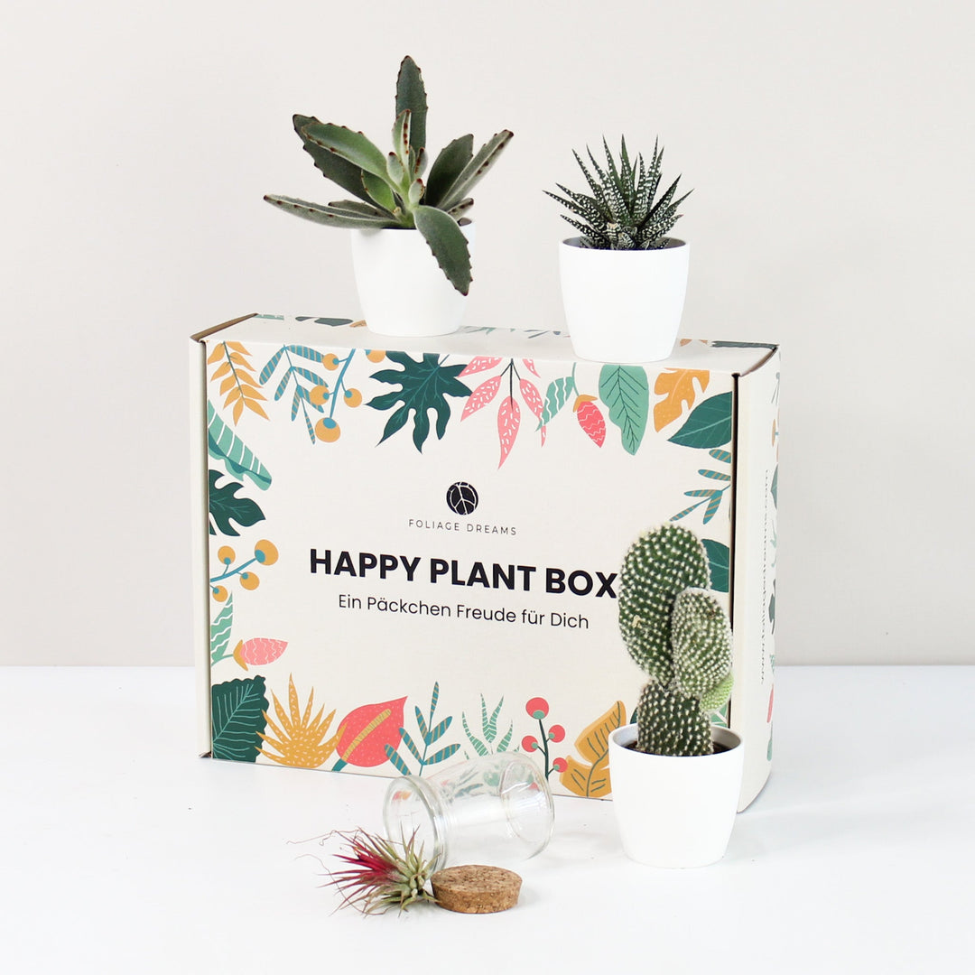 Happy Plant Box - Easy Care Jungle Foliage Dreams