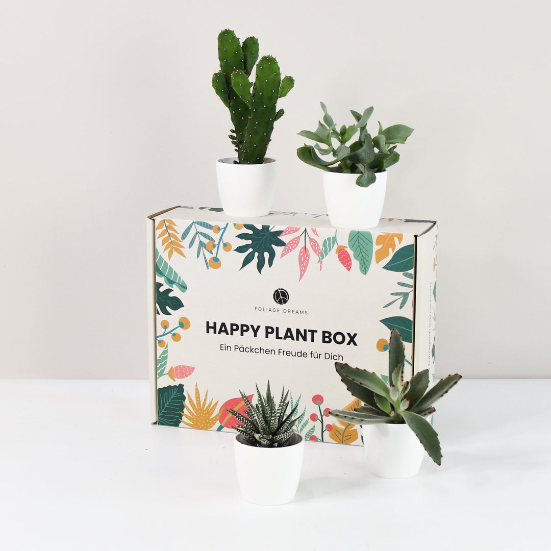Happy Plant Box - Easy Care Jungle Foliage Dreams
