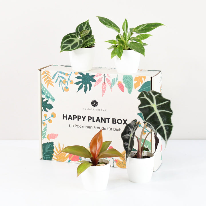 Happy Plant Box - Tropic Vibes Foliage Dreams
