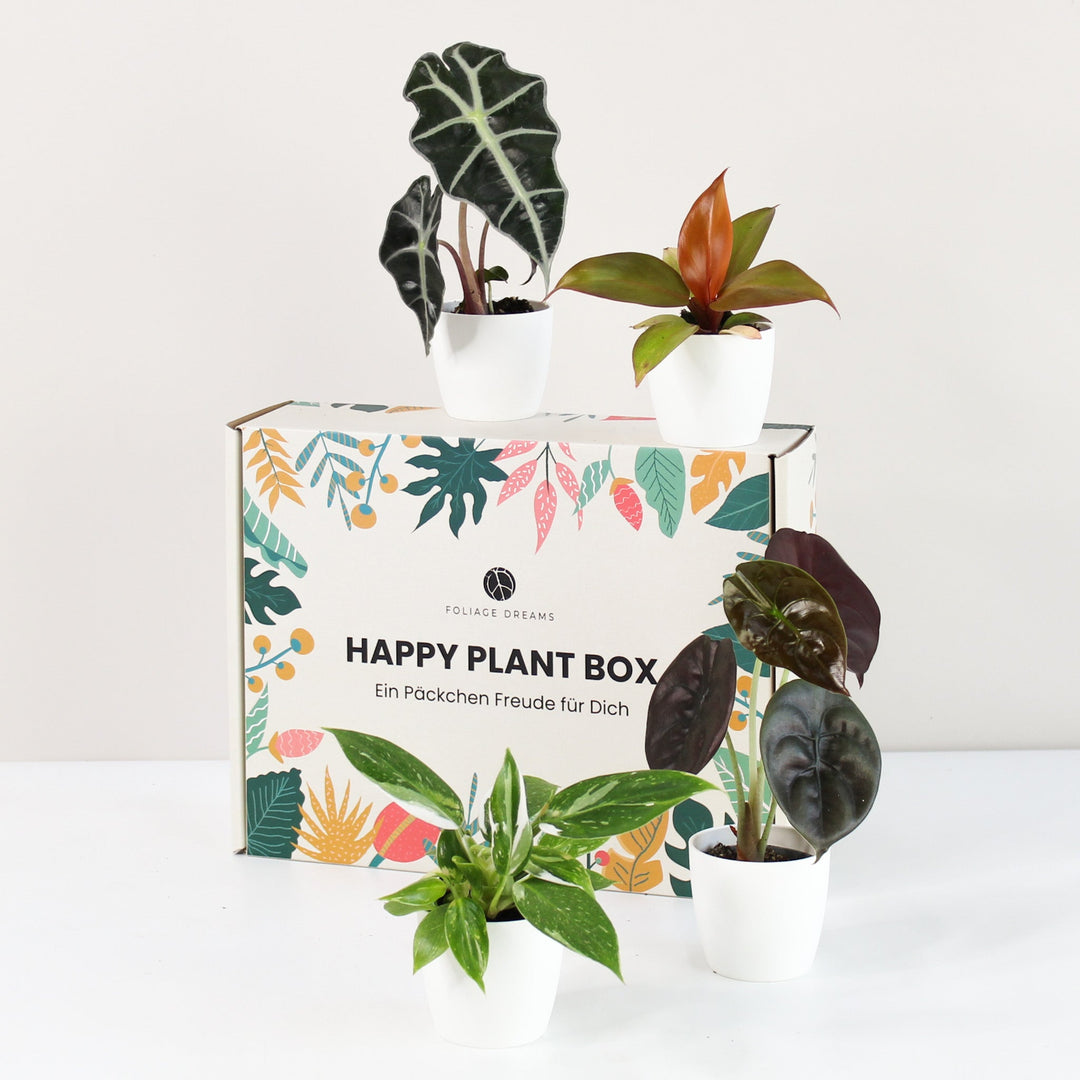 Happy Plant Box - Tropic Vibes Foliage Dreams