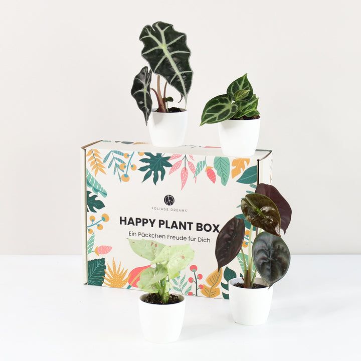 Happy Plant Box - Tropic Vibes Foliage Dreams