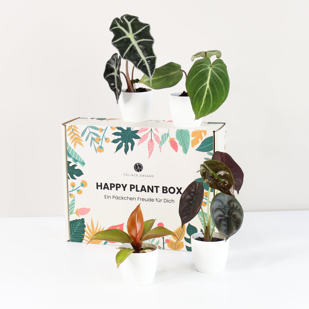 Happy Plant Box - Tropic Vibes Foliage Dreams