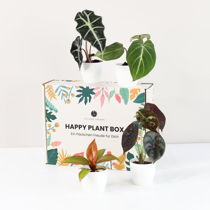Happy Plant Box - Tropic Vibes Foliage Dreams