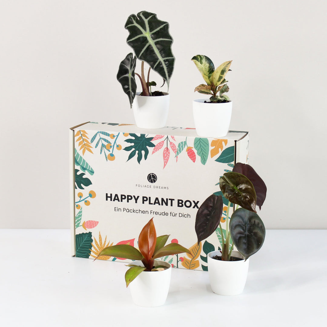 Happy Plant Box - Tropic Vibes Foliage Dreams