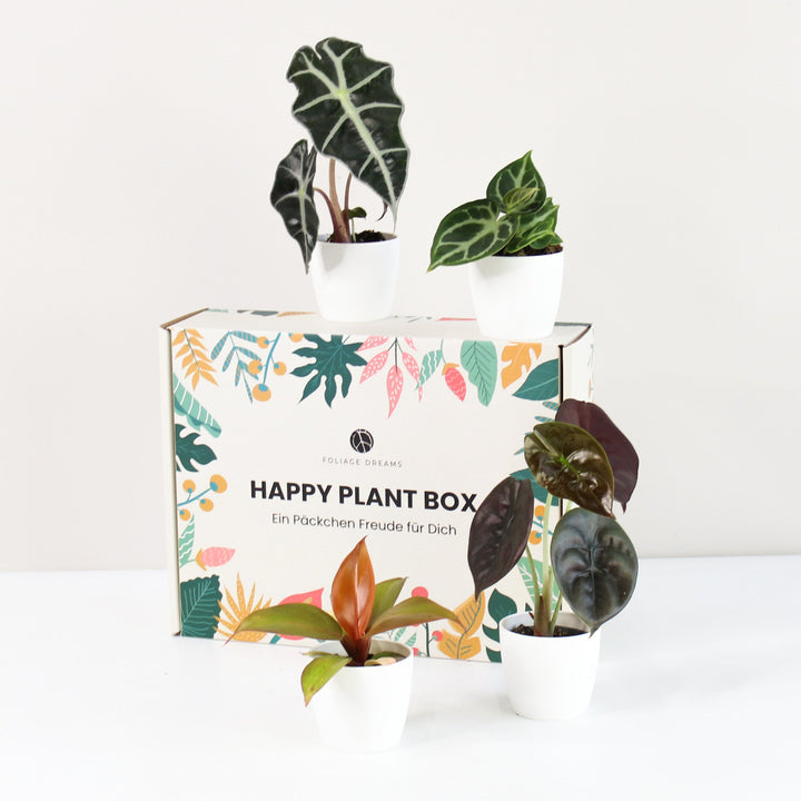 Happy Plant Box - Tropic Vibes - Geschenk Foliage Dreams